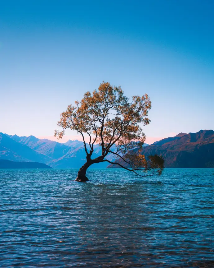 brown leaf tree at water during daytime
